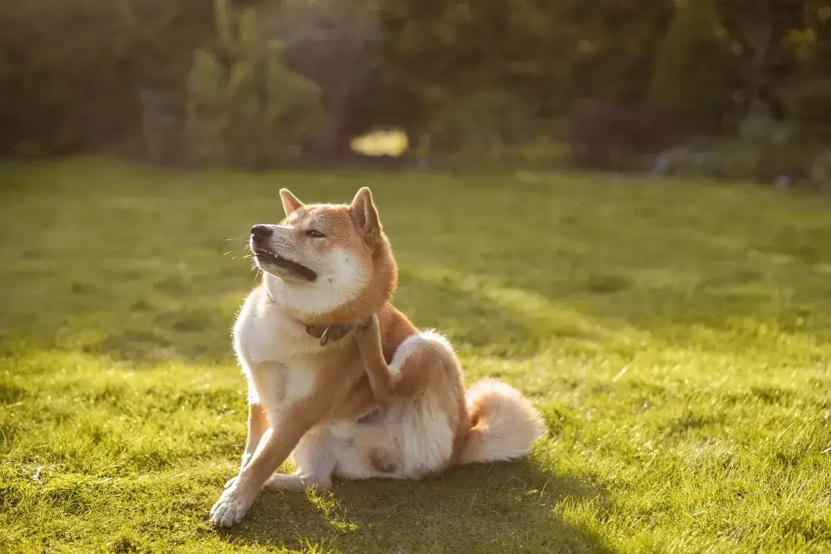 Allergie alimentaire chez le chien - signes et régime d’éviction