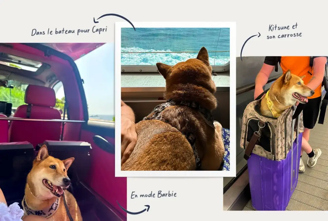 Chien en Italie - réglementation, voyage et obligations