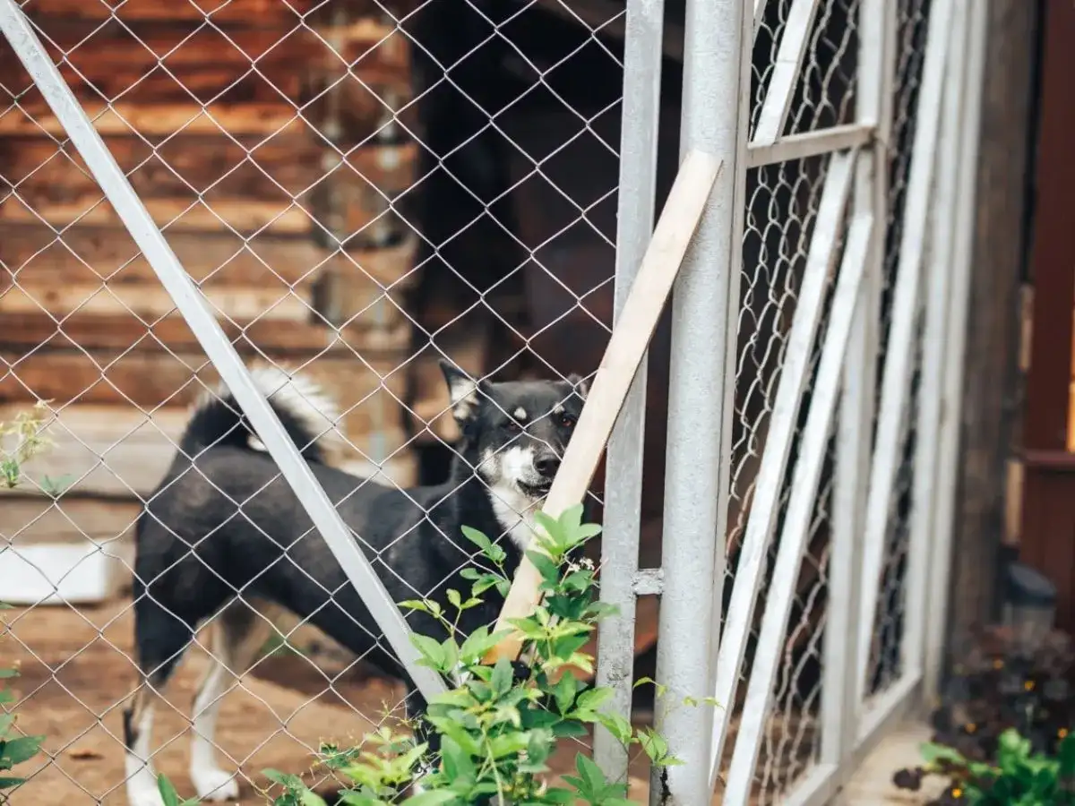 Chenil de moins de 9 chiens - quelles règles respecter ?