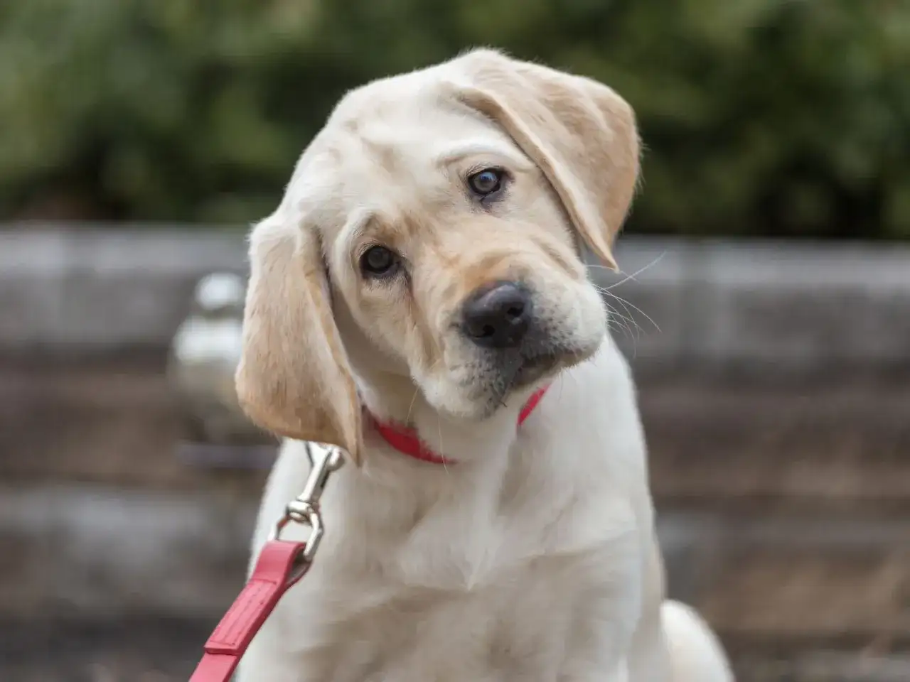 Combien de temps promener un chiot selon son âge ?