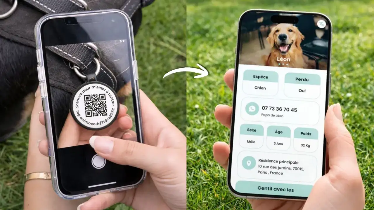 Numéro de puce du chien - où le trouver et à quoi sert-il ?