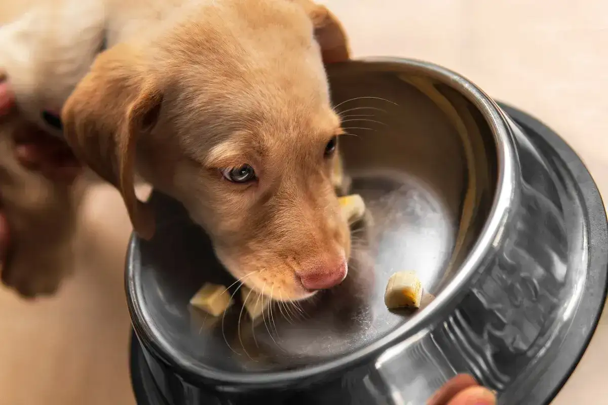 Banane pour chien, quelle quantité et dans quels cas l’éviter ?