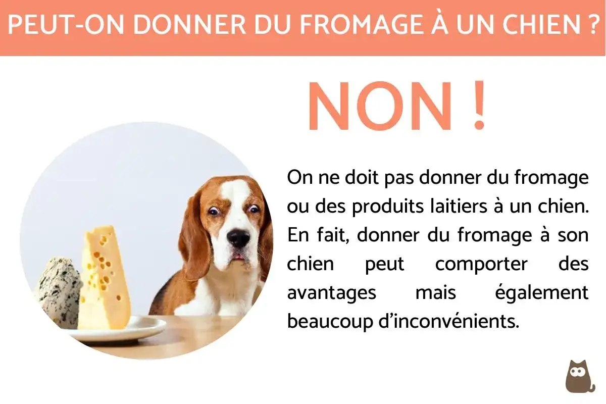 Chien et fromage - quelle quantité et quels risques ?