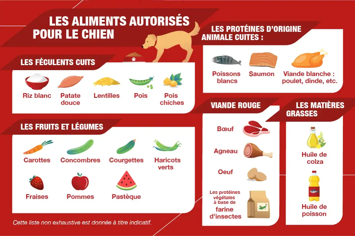 Ration ménagère pour chien - recettes et précautions