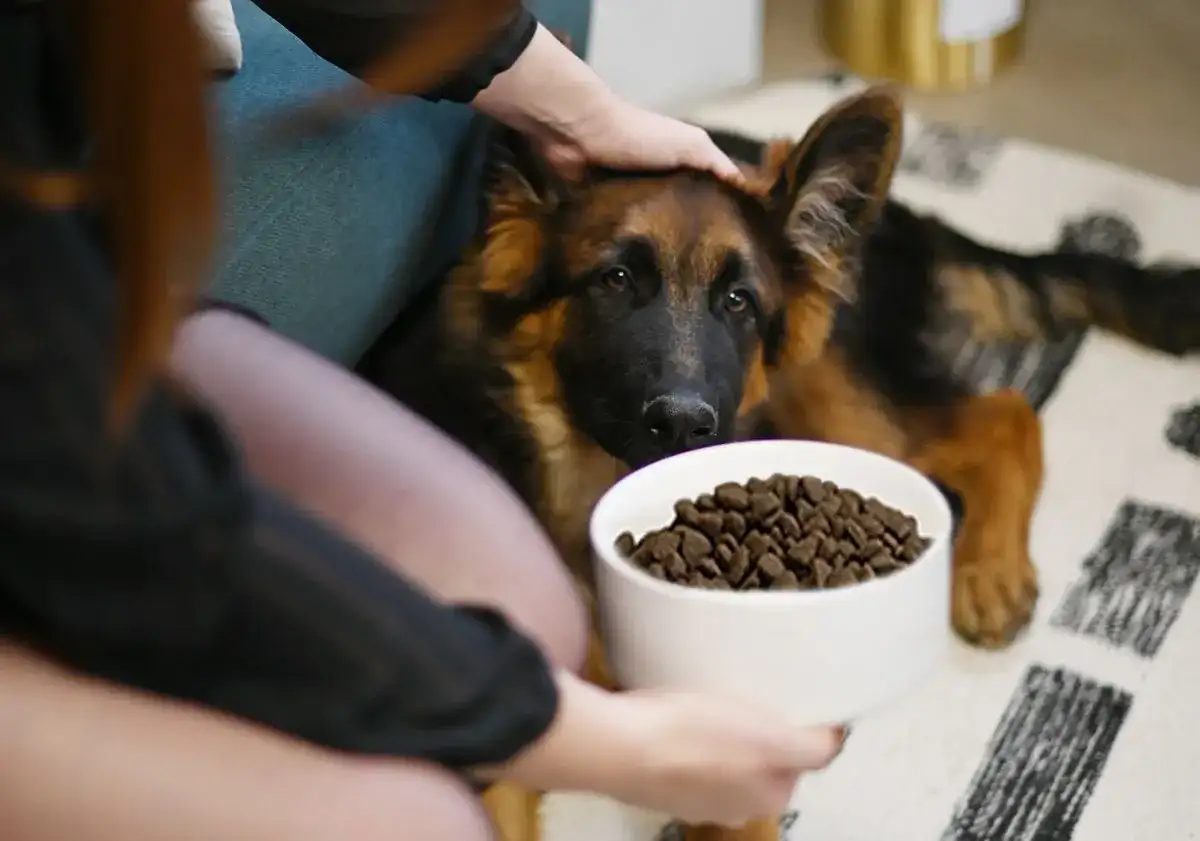 Quand passer aux croquettes pour chien adulte ?