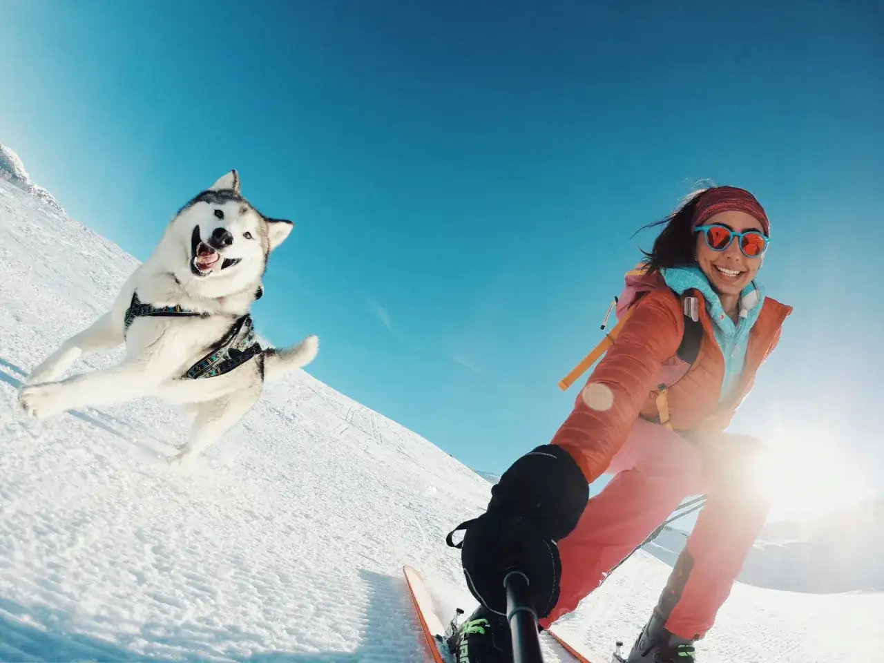 Ski avec son chien - activités et conseils dans la neige