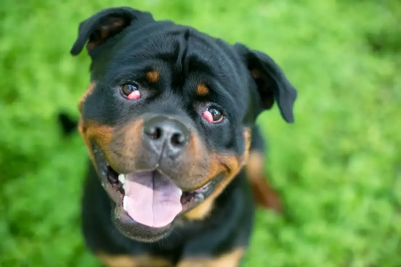 Œil cerise chez le chien, l’alimentation peut-elle aider ?