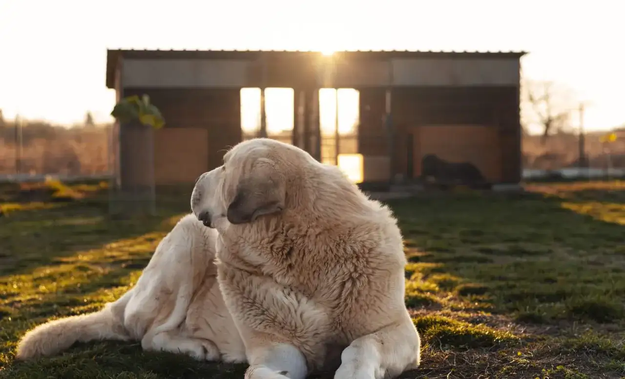 Séjour insolite avec chien - bien choisir sans mauvaise surprise