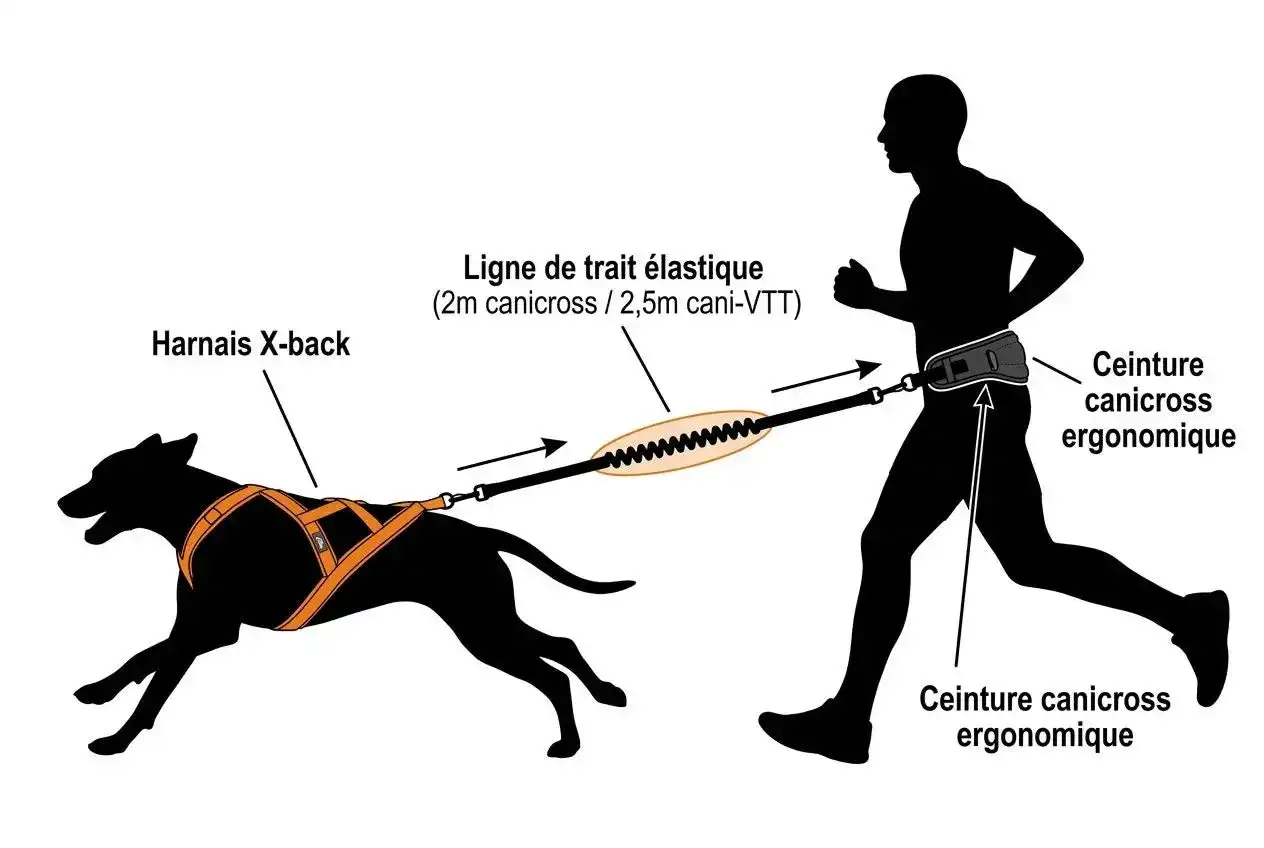 Canicross avec son chien - ceinture, laisse et harnais
