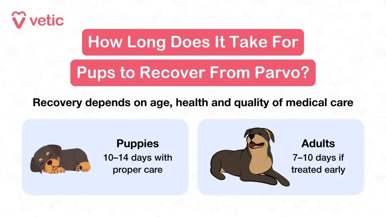 Un chien peut-il gu&eacute;rir de la parvovirose ? L'image montre qu'un chiot gu&eacute;rit en 10-14 jours avec des soins, un adulte en 7-10 jours.