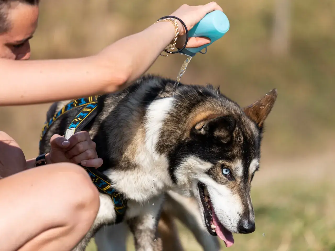 Un chien husky, par une chaude journée d'été, reçoit de l'eau fraîche d'une bouteille pour se rafraîchir.