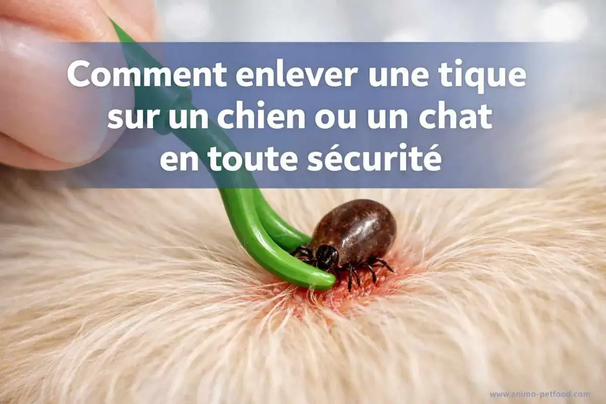 Un outil vert retire une tique sur un chien. Le traitement pour enlever une tique est essentiel pour la sant&eacute; de votre animal.