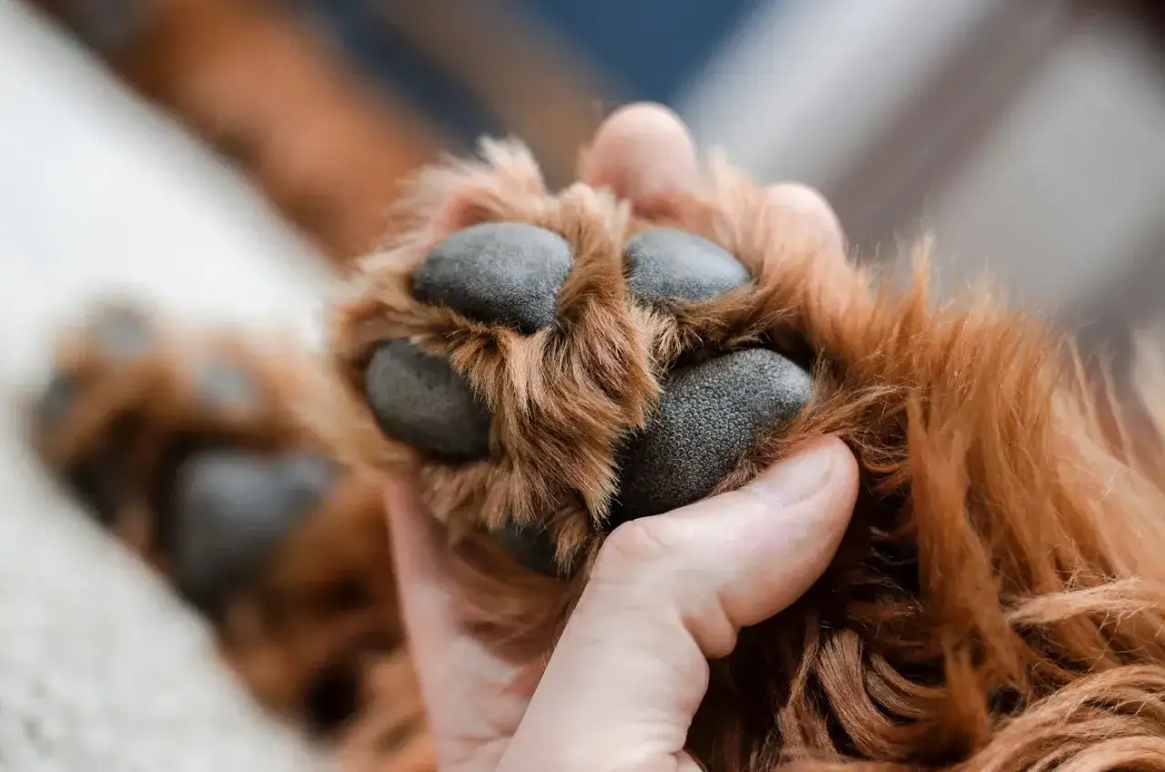Gros plan sur la patte d'un chien roux, ses coussinets noirs et poilus tenus par une main. Il semble que mon chien se ronge les ongles.