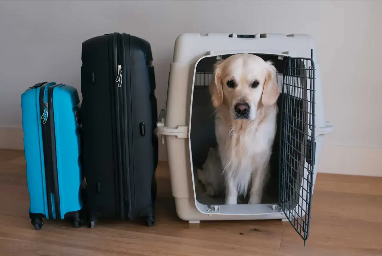 Un chien golden retriever attend dans sa cage de transport, prêt pour un voyage à Dubaï. Deux valises sont à côté.