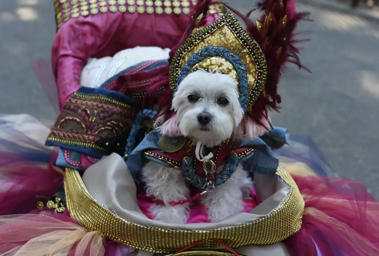 Un adorable petit chien blanc porte un déguisement de chien royal, orné de plumes et de paillettes dorées, prêt pour un défilé.