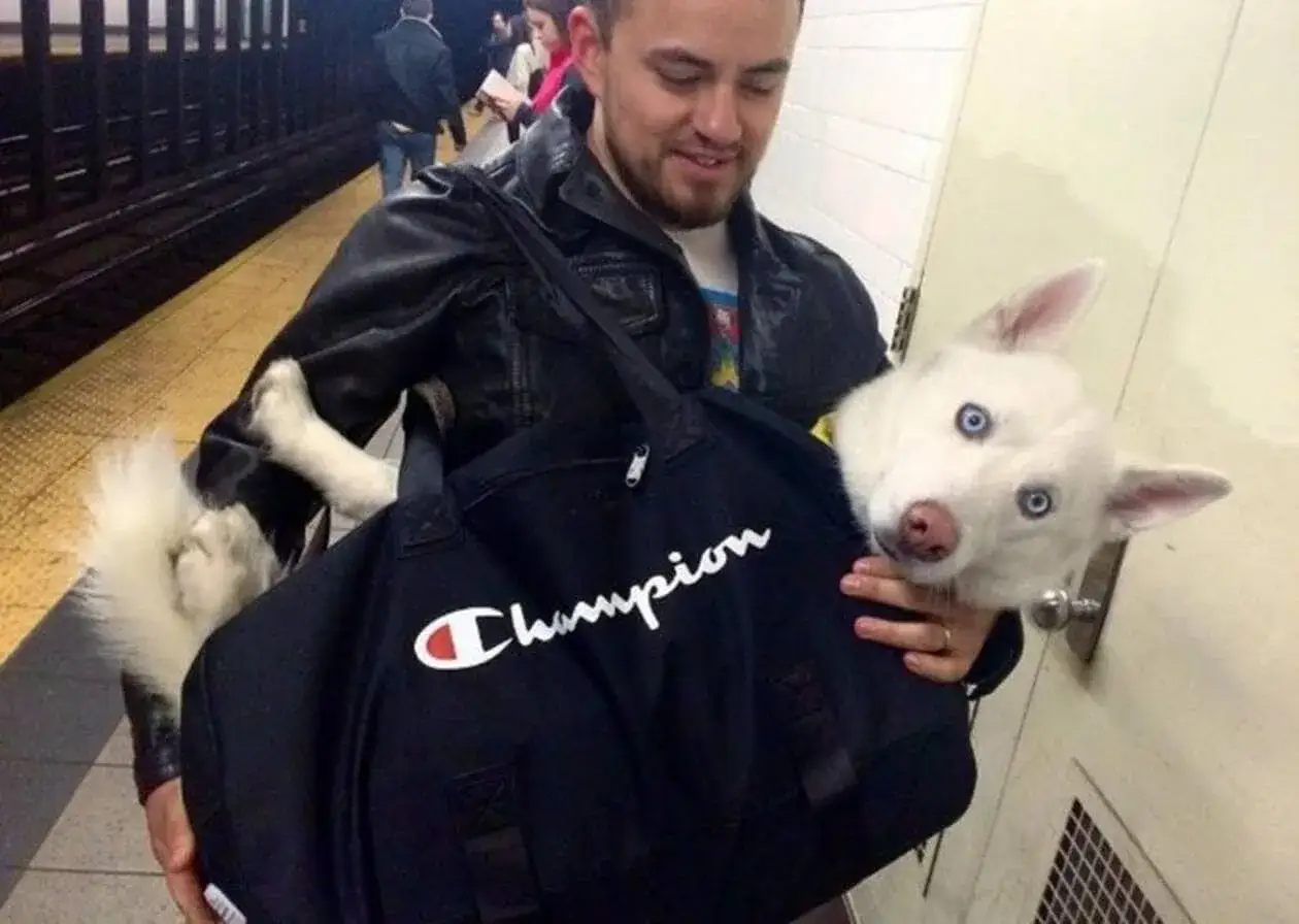 Un homme porte un chien blanc aux yeux bleus dans un sac de sport Champion dans le métro de New York.
