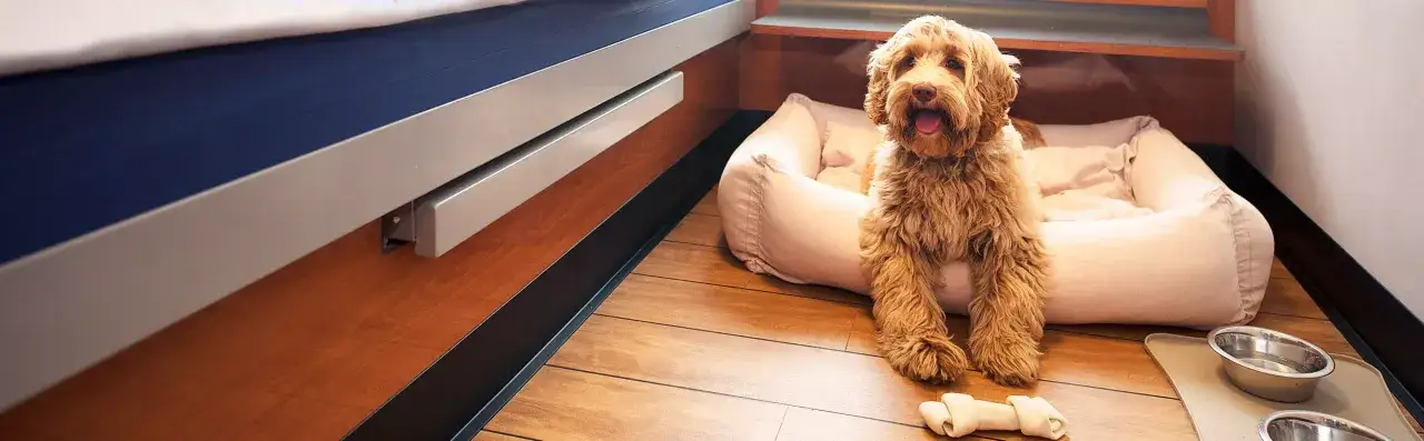 Un adorable chien attend patiemment sur son coussin, prêt pour son voyage avec Corsica Ferries.