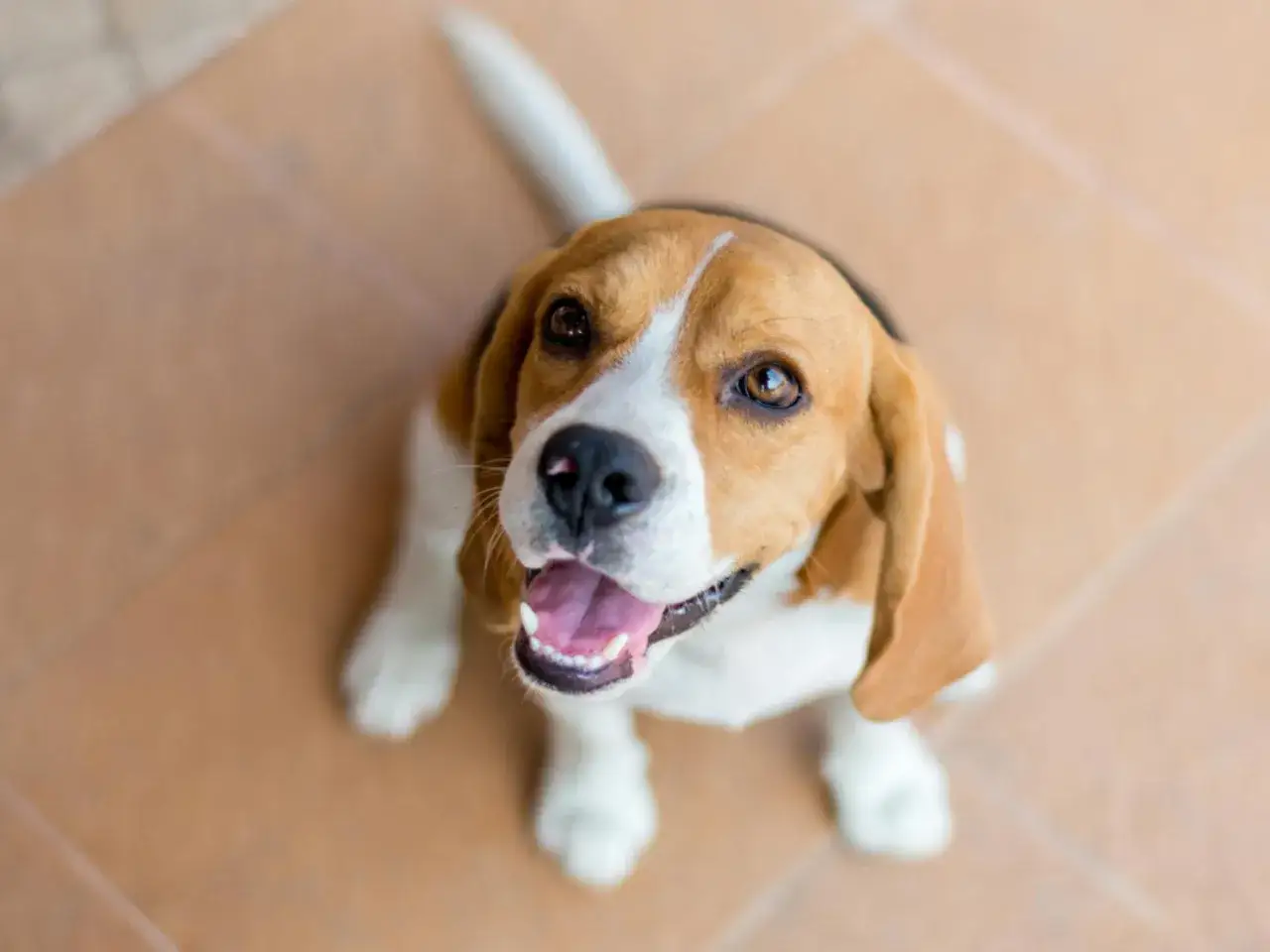 Un adorable beagle chien, le regard plein d'entrain, attend patiemment une friandise.