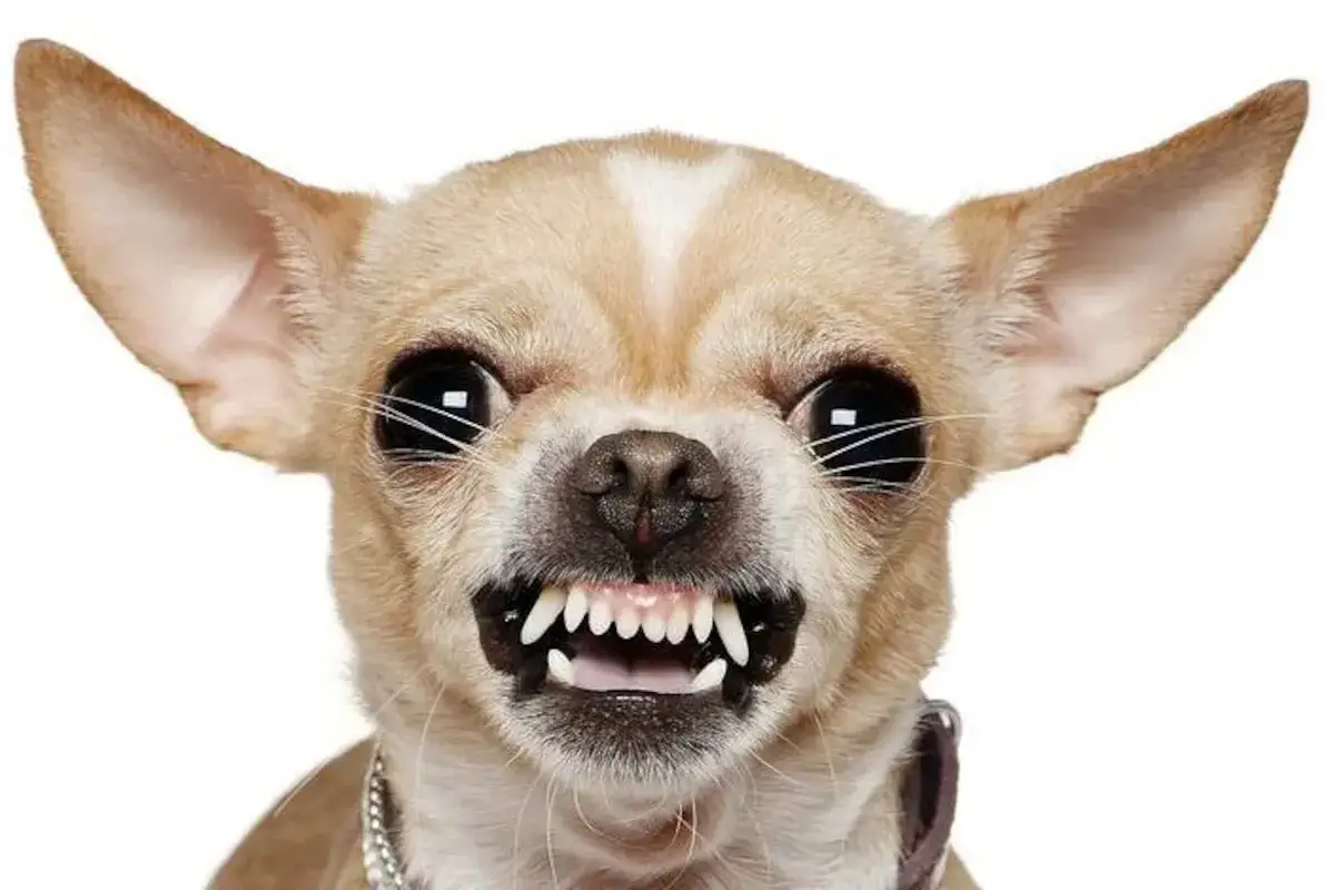 Un chiot qui grogne et montre les dents, prêt à défendre son jouet.
