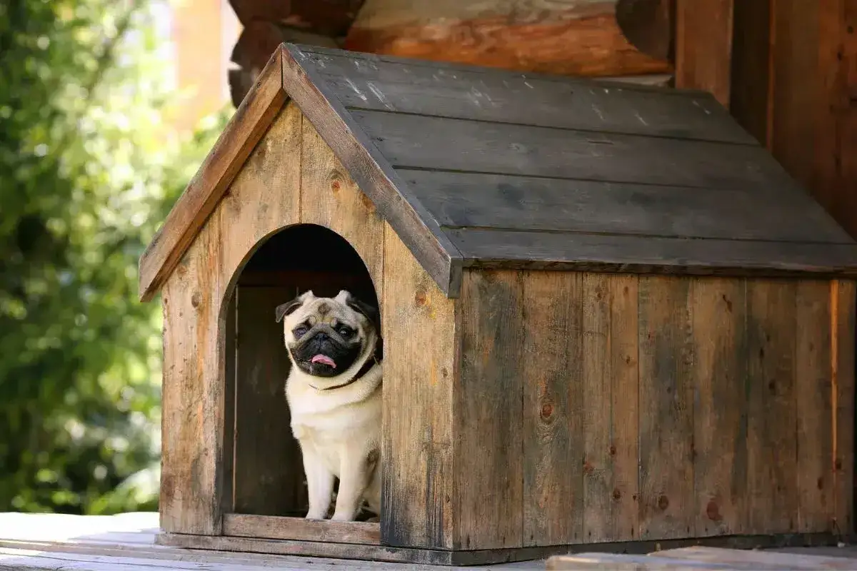 Un carlin profite de son isolation niche chien, un refuge en bois rustique.