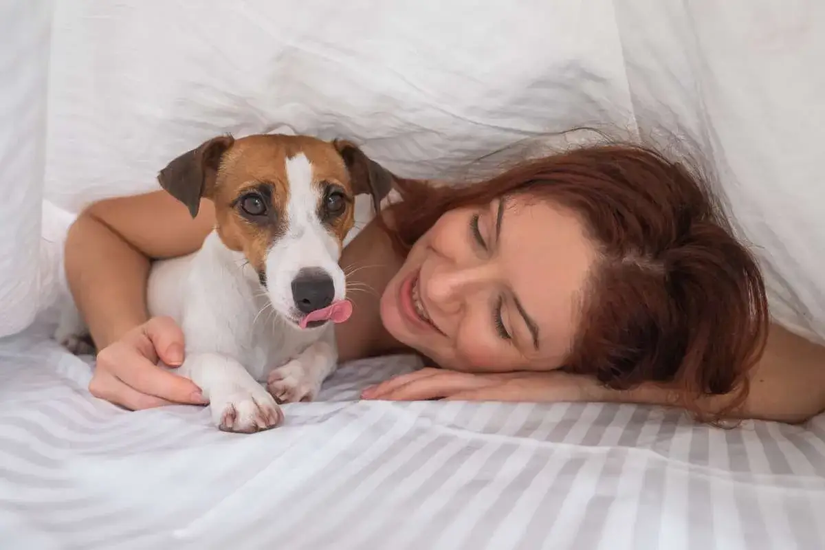 Une femme et son chien Jack Russell se blottissent sous une couette blanche. Le chien lèche son museau, l'air heureux de dormir avec sa maîtresse.