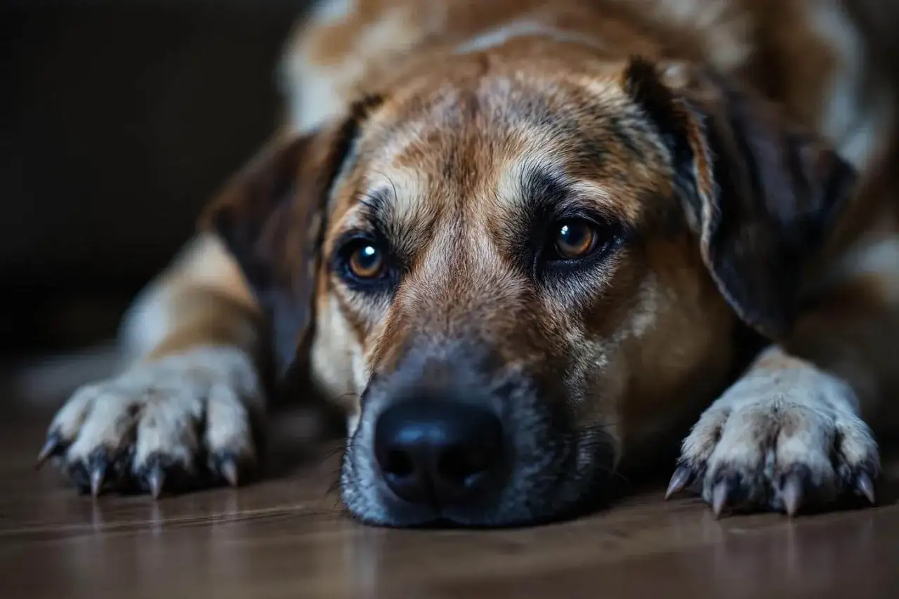 Un chien au regard triste, peut-être une crise d'angoisse la nuit. Il est couché sur le sol, l'air abattu.