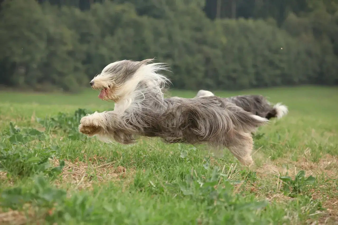 Un bearded collie, tout en mouvement, court dans un champ verdoyant, sa longue fourrure flottant au vent.