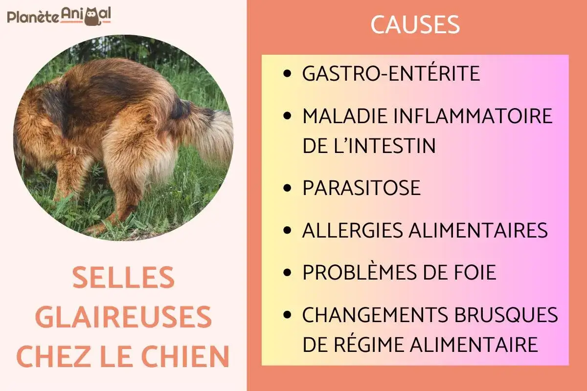 Un chien brun dans l'herbe, avec un texte sur les causes des selles glaireuses, y compris le caca blanc chien.