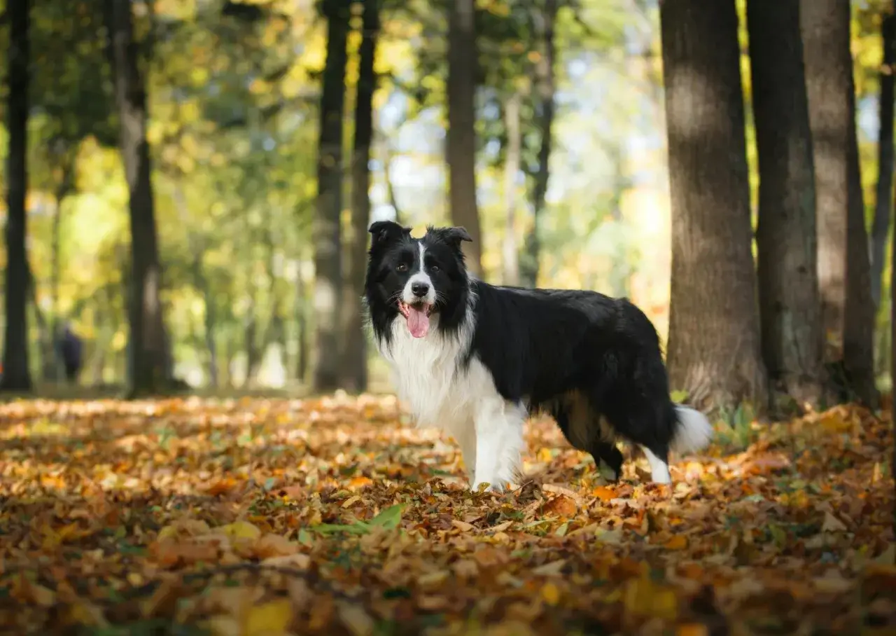 Un border collie intelligent, en pleine nature, montre les fruits de son éducation. Il est prêt pour de nouvelles aventures.