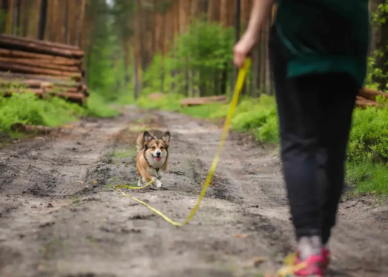 Un petit corgi joyeux suit son maître sur un sentier forestier, une scène de dressage chien en pleine nature.