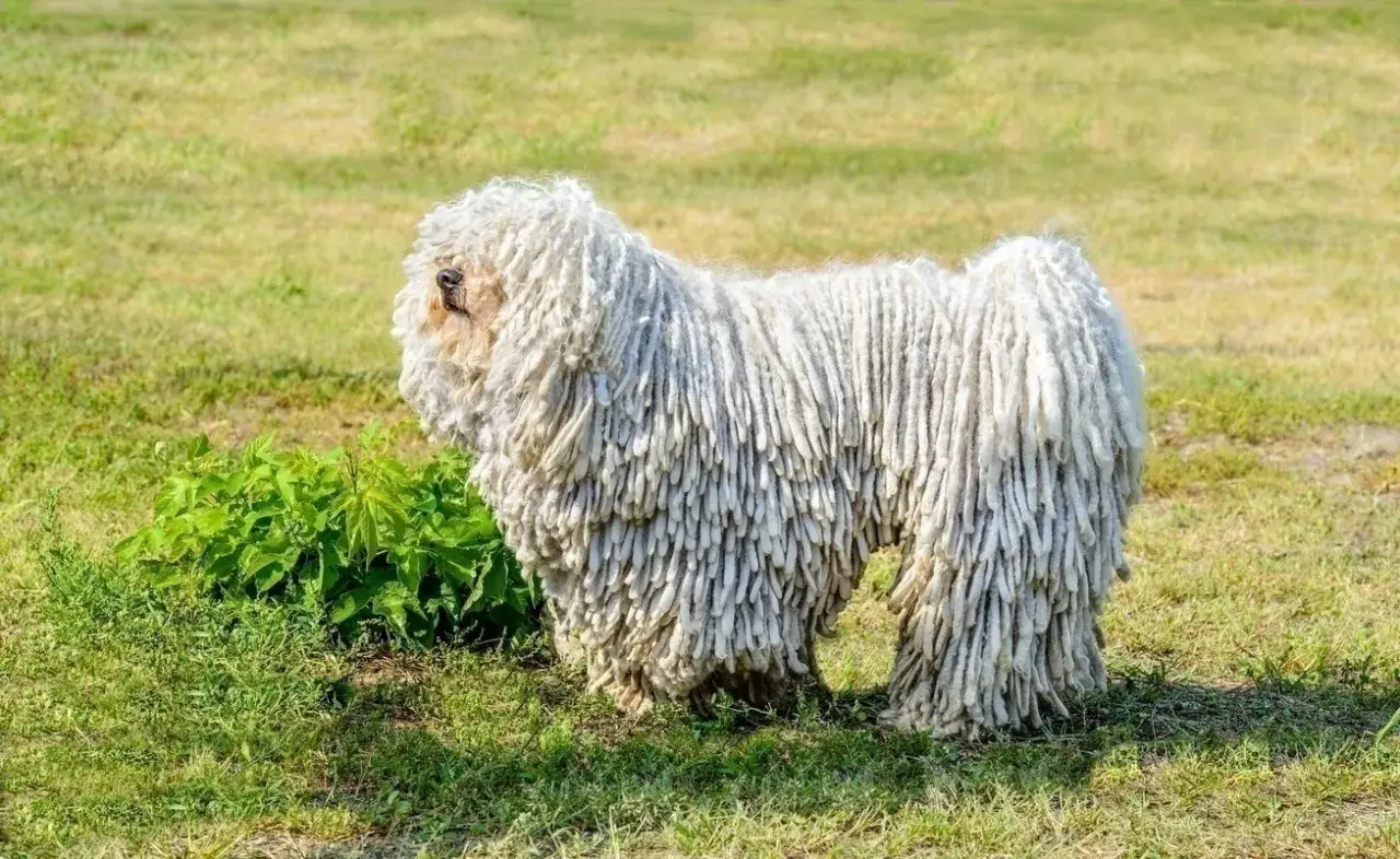 Un chien Komondor, un chien aux dreadlocks impressionnantes, se tient dans un champ d'herbe verte.