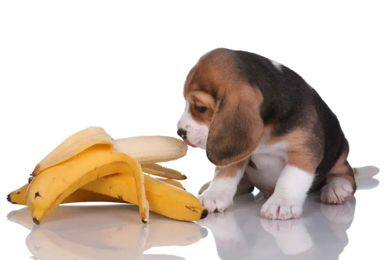 Un adorable chien beagle découvre une banane.