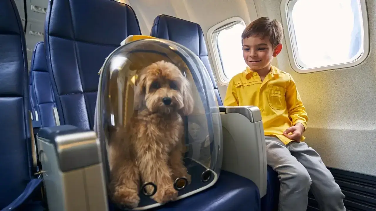 Un garçon souriant regarde son adorable chien dans sa cage transparente, prêt pour un vol vers les Caraïbes.