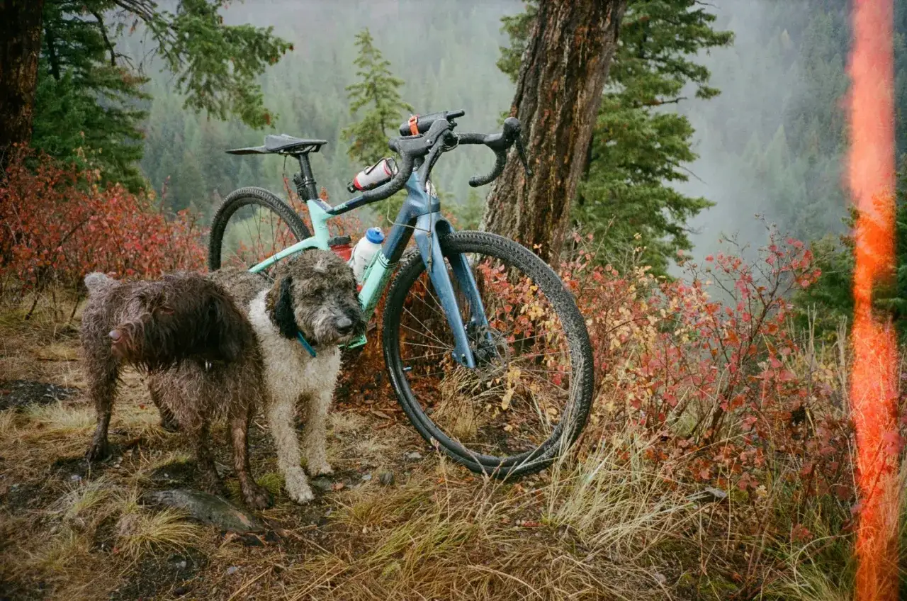 Deux chiens et un vélo de gravier dans une forêt automnale. Combien de km à vélo avec un chien ? L'aventure attend !