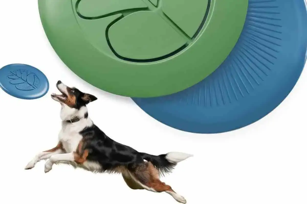 Chien destructeur que faire ? Ce border collie bondit pour attraper un frisbee bleu, devant des disques verts et bleus.