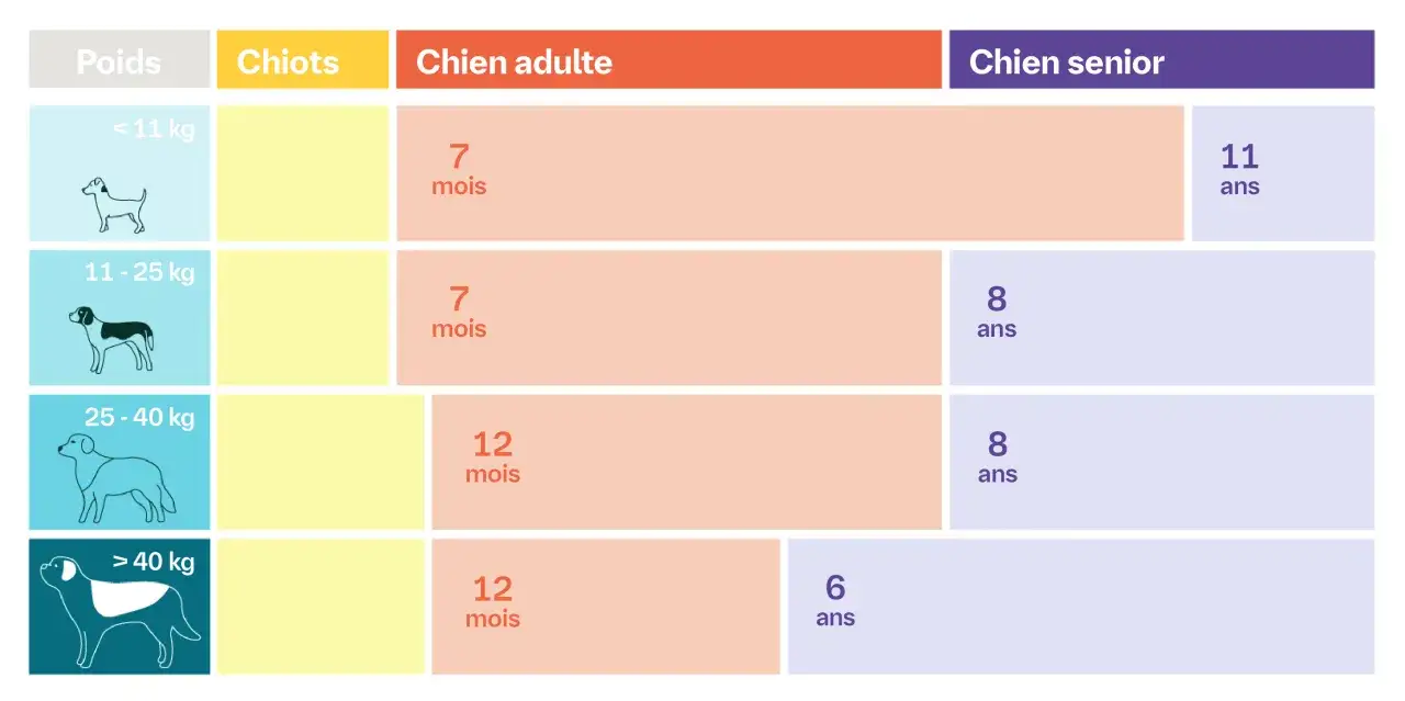 Tableau indiquant le temps de promenade chiot selon le poids du chien. Il montre les âges idéaux pour les promenades des chiots, chiens adultes et seniors.