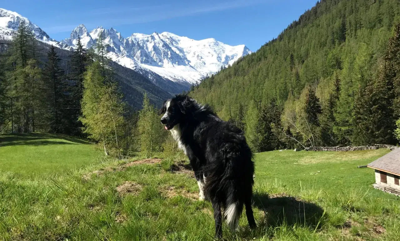 Un chien noir et blanc profite d'une vue imprenable sur les montagnes enneigées de Chamonix, entouré de verdure.