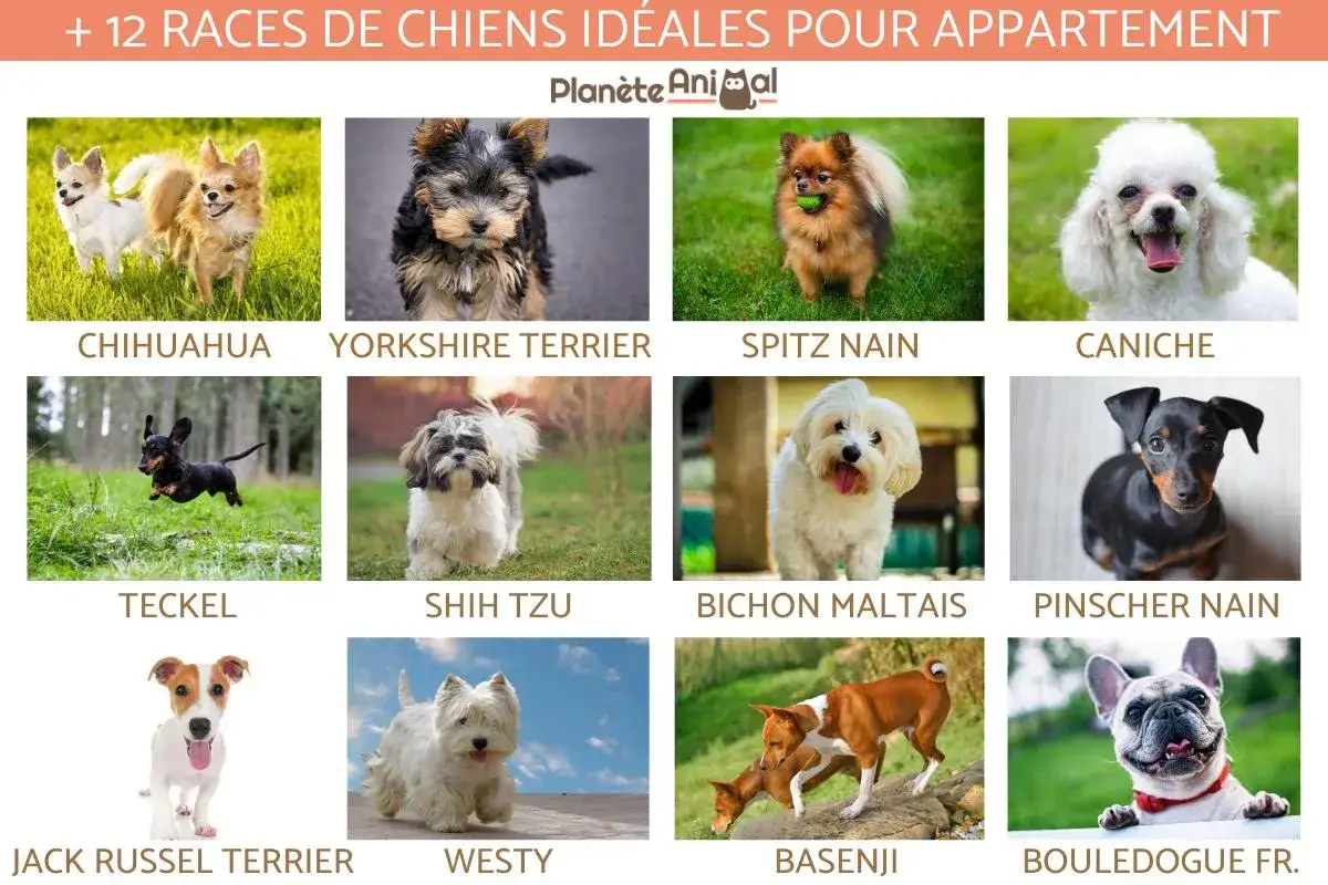 Douze races de chiens parfaits pour la vie en appartement, dont un chien d'appartement qui n'aboie pas.