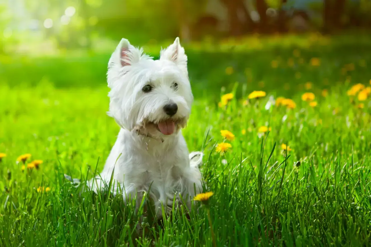 Un adorable chien hypoallerg&eacute;nique, un Westie blanc, est assis dans l'herbe verte parsem&eacute;e de pissenlits.