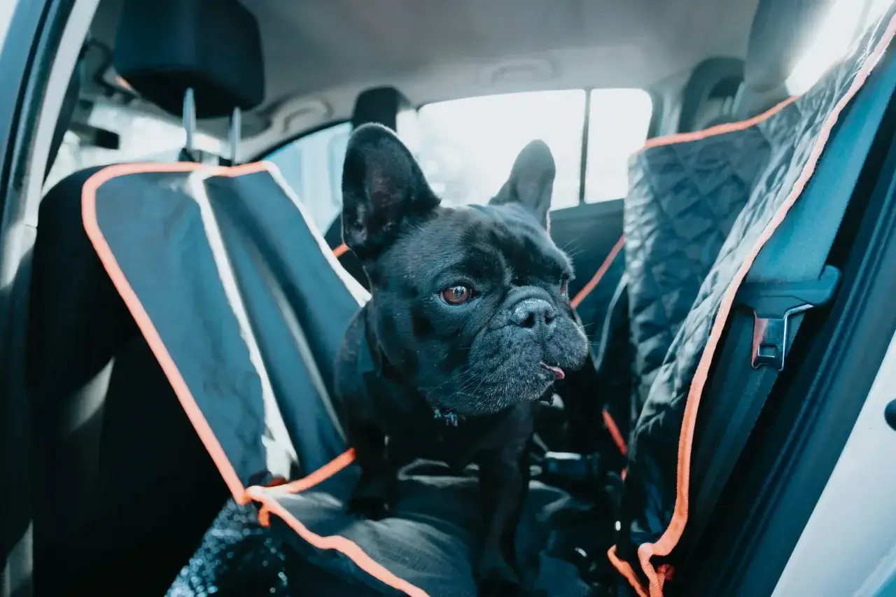 Un bouledogue français noir est assis sur une housse de siège de voiture. Il est prêt pour son premier voyage, à quel âge un chiot peut voyager en voiture ?