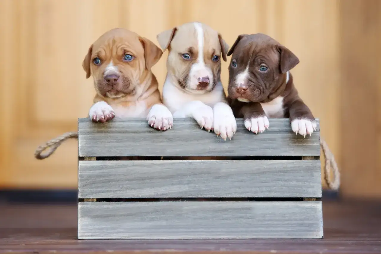Trois adorables chiots pitbull, aux yeux bleus p&eacute;tillants, &eacute;mergent d'une caisse en bois.
