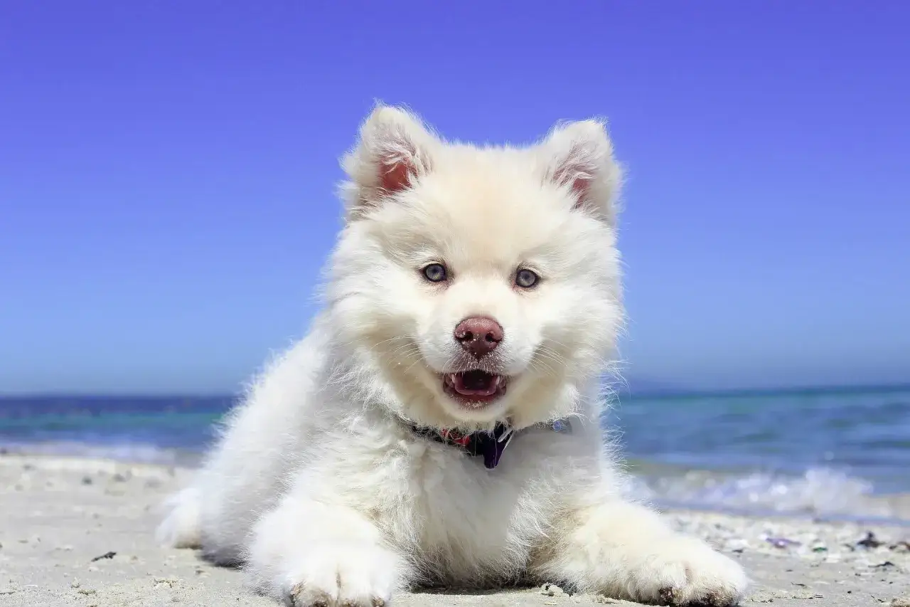 Un chiot blanc aux yeux bleus profite de ses vacances avec chien à la mer, couché sur le sable face à l'océan.