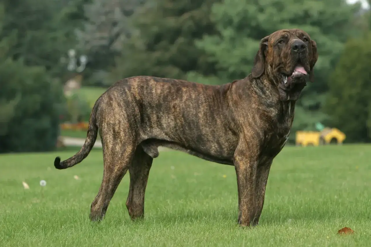 Un majestueux Fila Brasileiro, au pelage tigr&eacute;, se tient fi&egrave;rement dans un parc verdoyant, pr&ecirc;t pour une promenade.