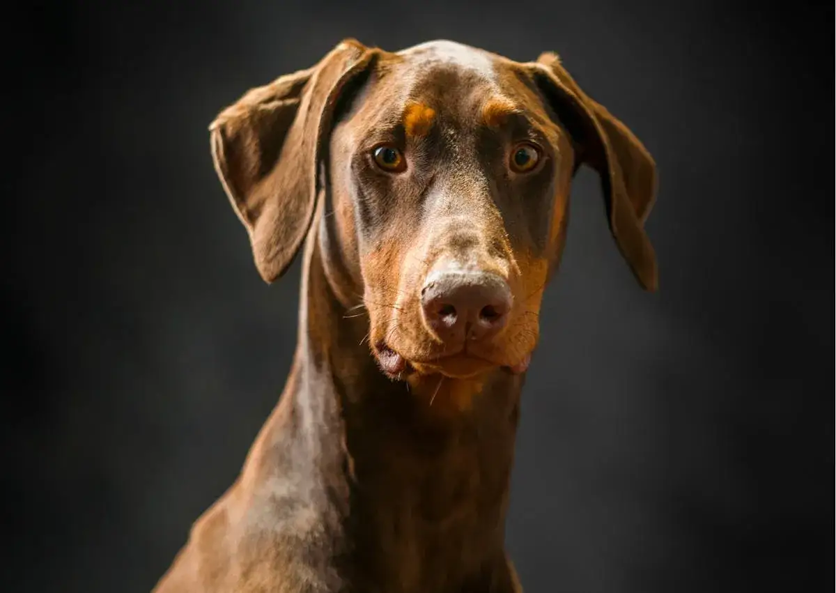 Un magnifique dobermann marron clair, au regard intense, pose devant un fond sombre.