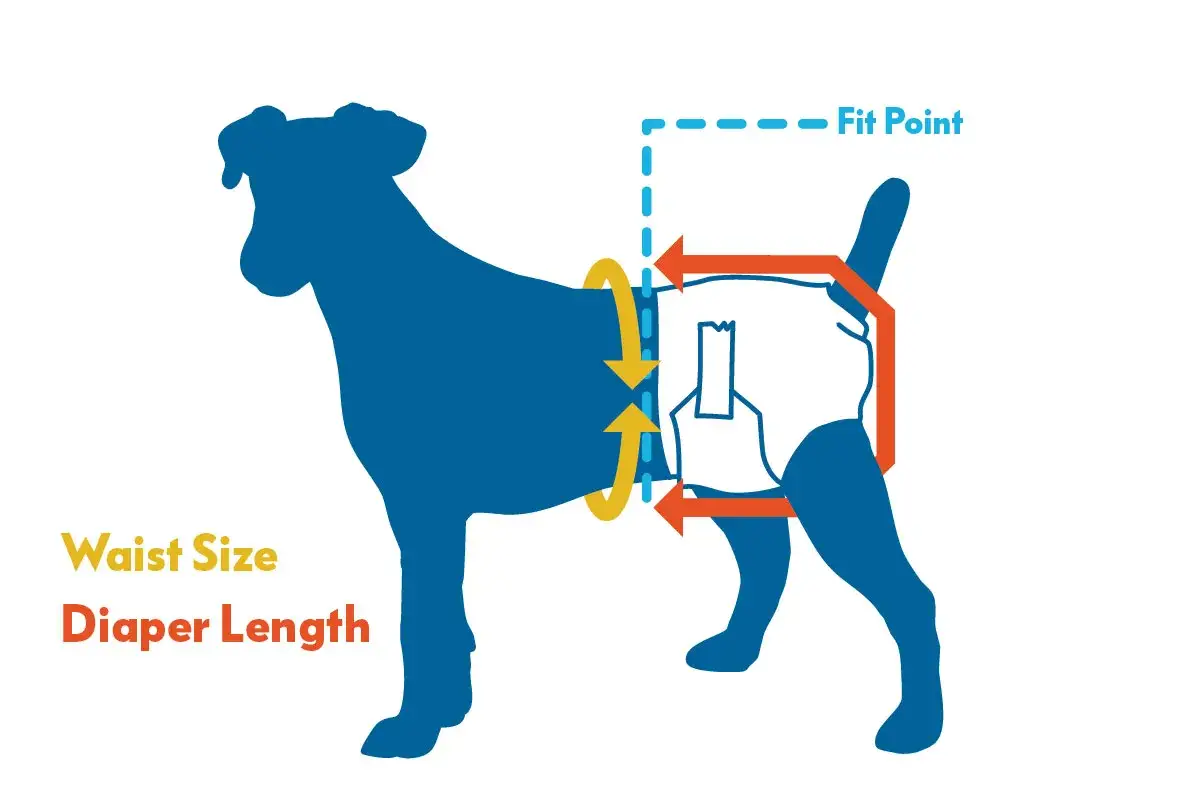 Illustration montrant comment mesurer un chien pour un slip. Indique la taille de la taille et la longueur de la couche.