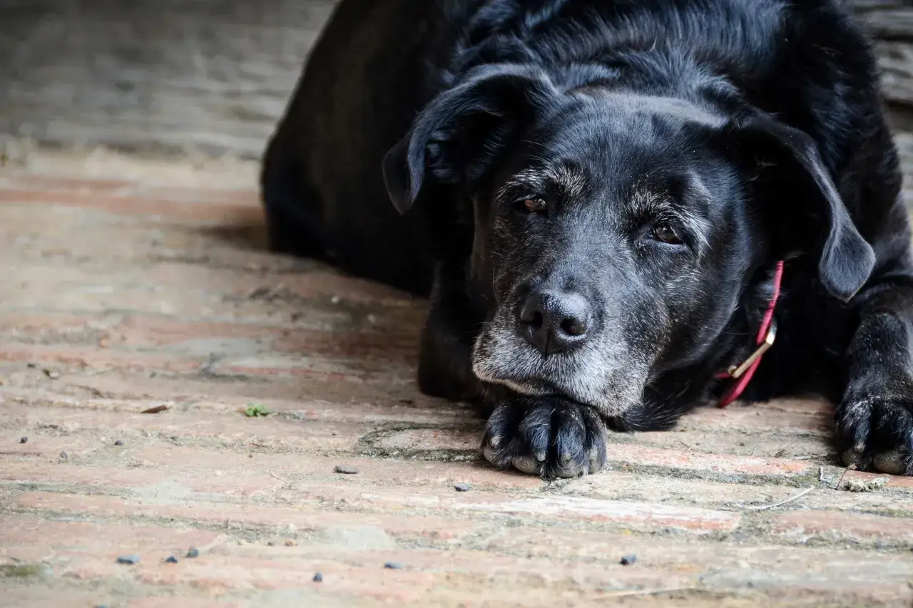 Un vieux chien noir, peut-être atteint d'alzheimer, repose la tête sur ses pattes, le regard perdu.