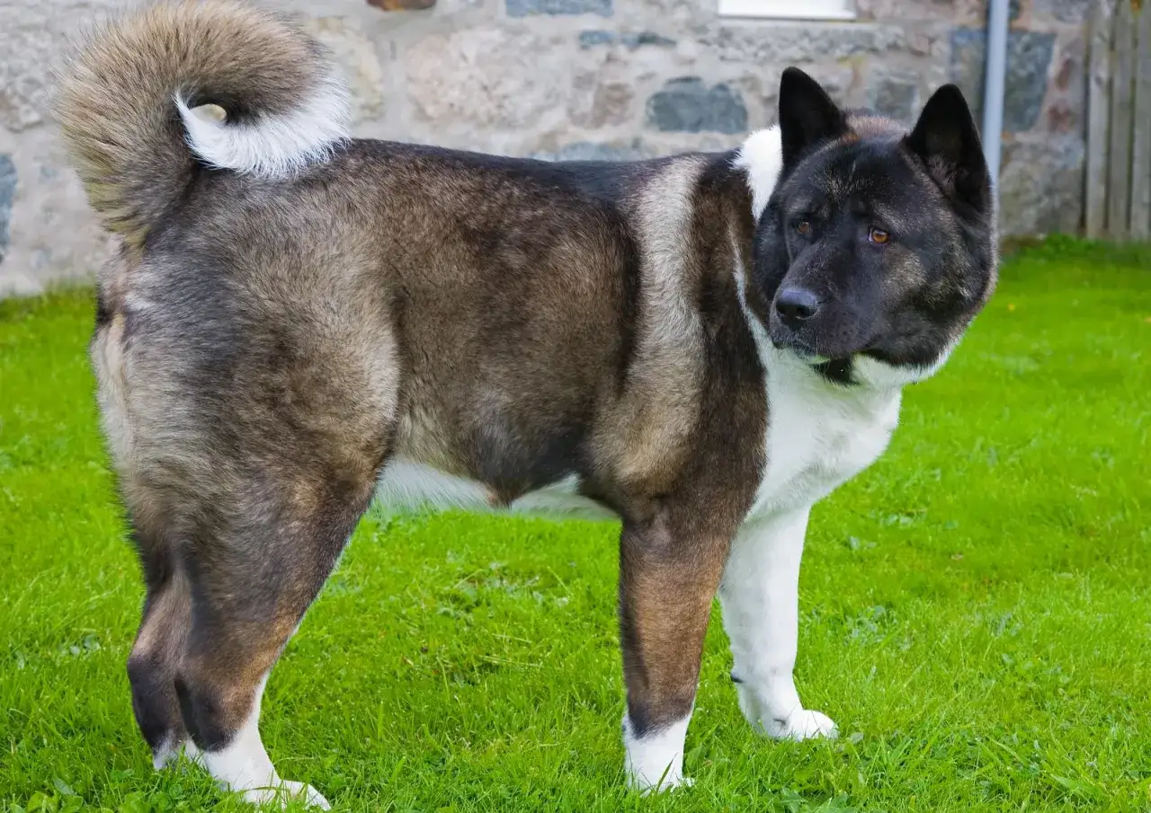 Un Akita am&eacute;ricain majestueux sur l'herbe. Son poids impressionnant t&eacute;moigne de sa stature imposante.