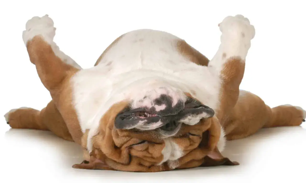 Un adorable chien dort sur le dos, pattes en l'air, dans une pose de relaxation totale.