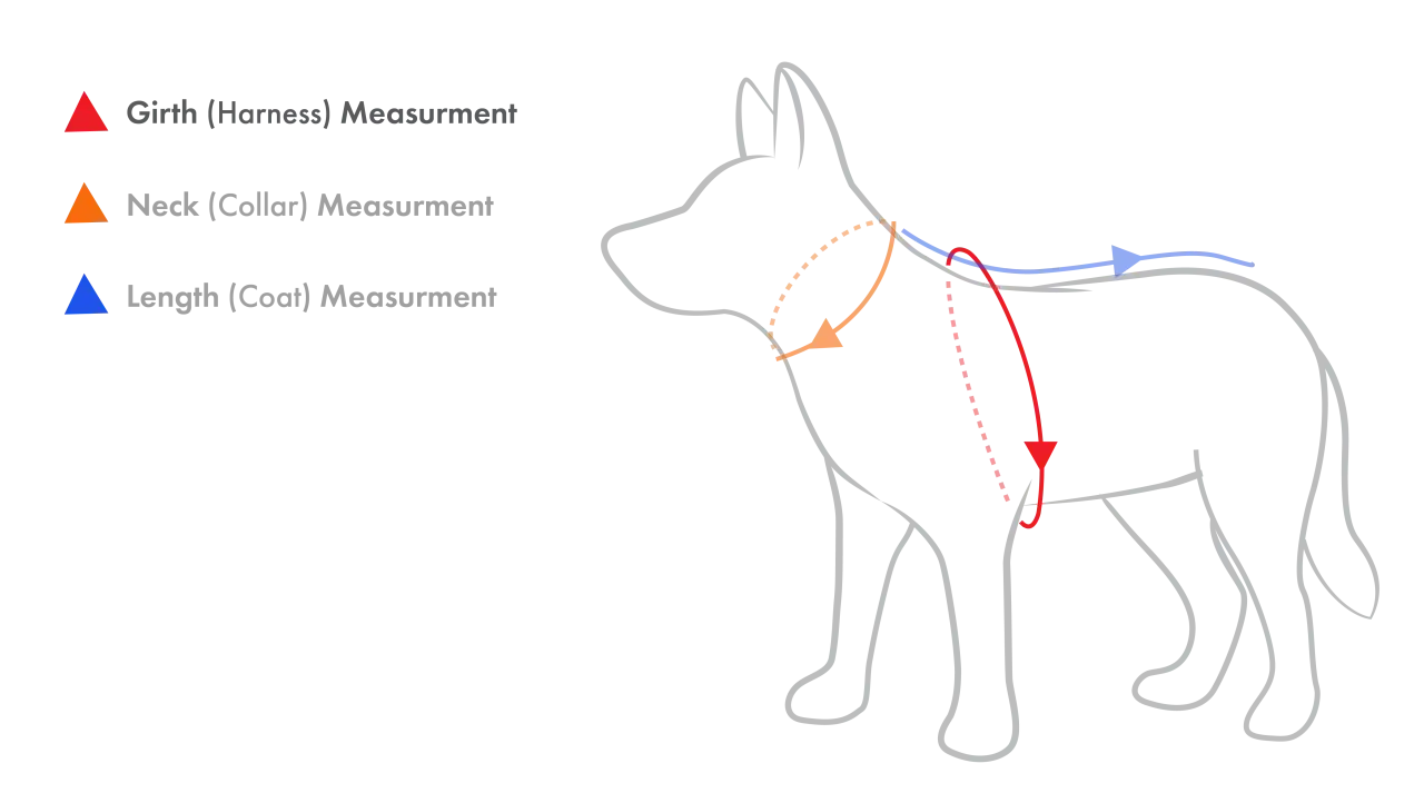 Schéma indiquant les mesures pour un chien : tour de poitrail (rouge), tour de cou (orange) et longueur du dos (bleu).