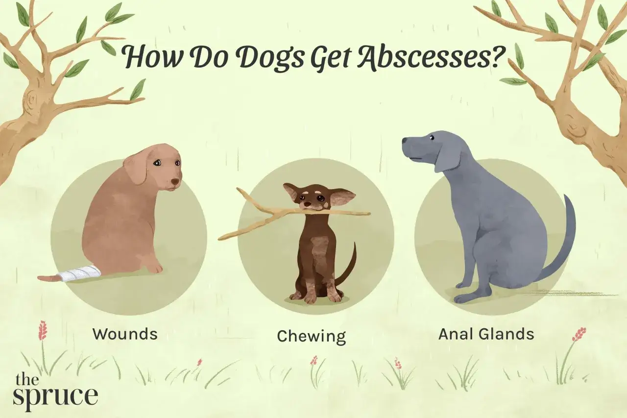 Trois chiens illustrent les causes d'un abc&egrave;s chez le chien : un avec une patte band&eacute;e (plaies), un m&acirc;chant un b&acirc;ton (mastication), et un autre (glandes anales).